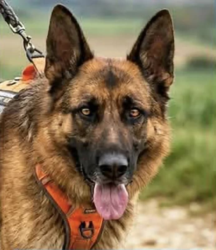Tyson, male 4yo German Shepherd for adoption at SRPA Arlon