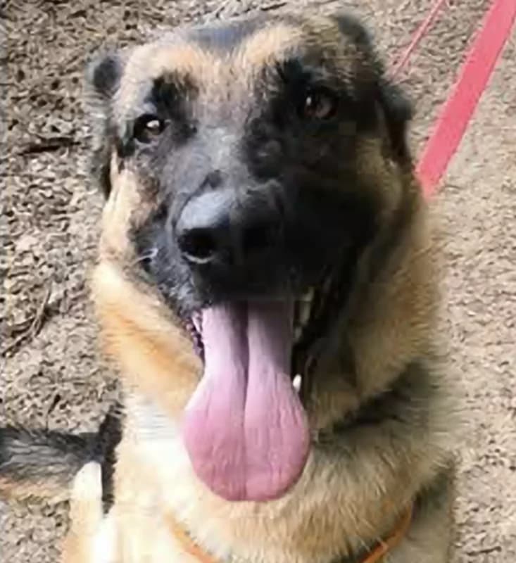 Lina, female 3yo German Shepherd for adoption at SRPA Arlon