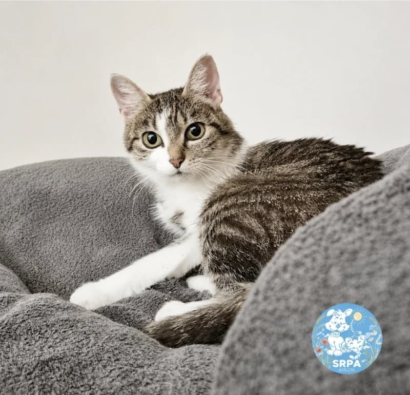 Emy, female 5yo European Shorthair for adoption at SRPA Arlon