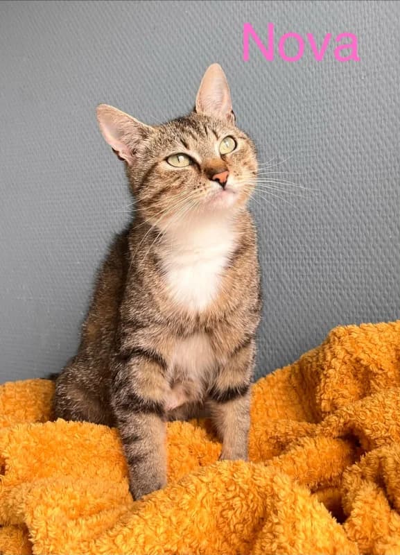 Nova, female young European Shorthair for adoption at SRPA Arlon