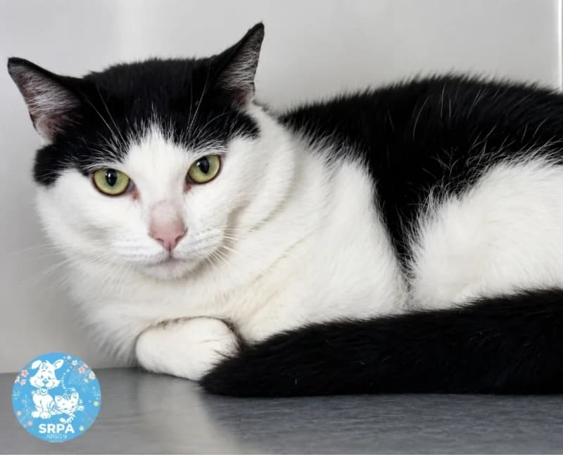 Maxou, male European Shorthair for adoption at SRPA Arlon