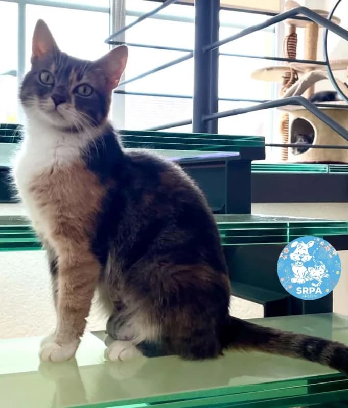 Animal 600.040, female young European Shorthair for adoption at SRPA Arlon