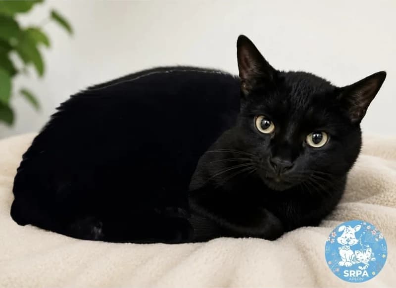 Nox, male young European Shorthair for adoption at SRPA Arlon