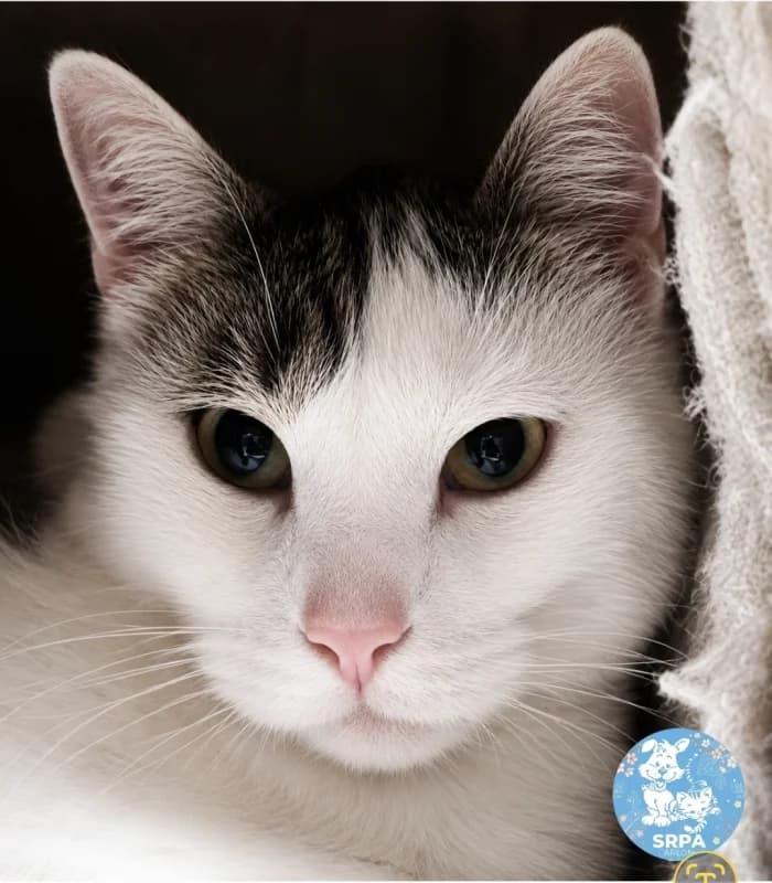Bo, male young European Shorthair for adoption at SRPA Arlon