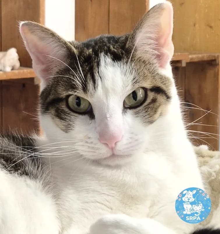 Adonis, male young European Shorthair for adoption at SRPA Arlon