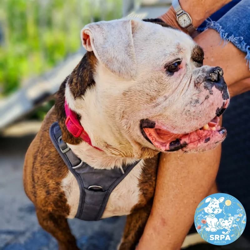 Hulk, male 5yo English Bulldog for adoption at SRPA Arlon