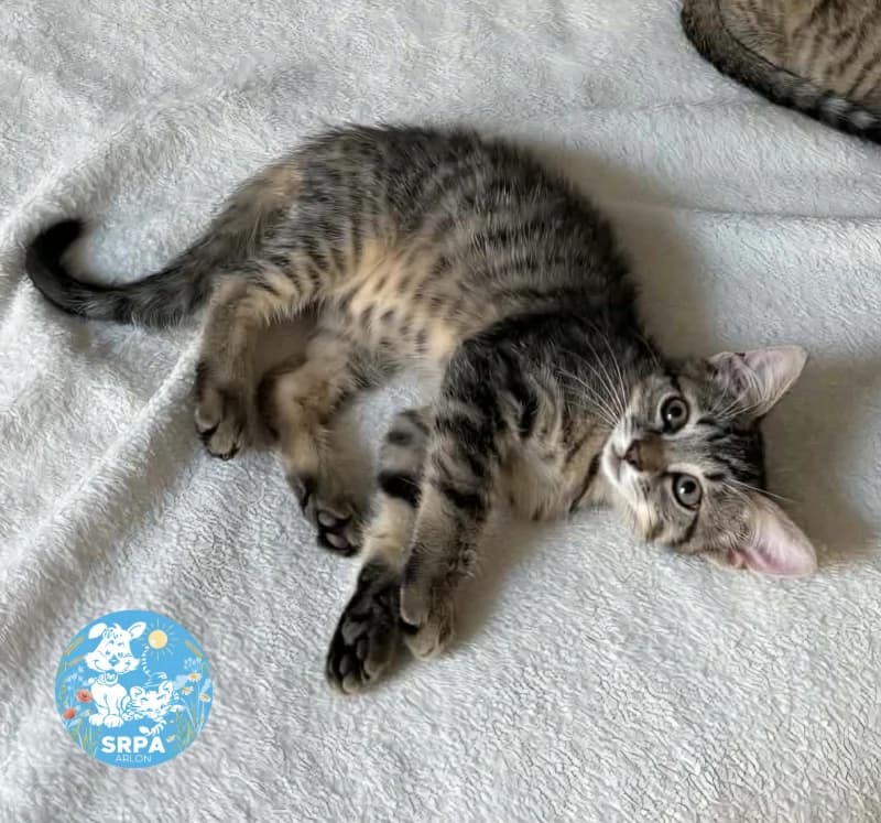 Vincent, male puppy European Shorthair for adoption at SRPA Arlon