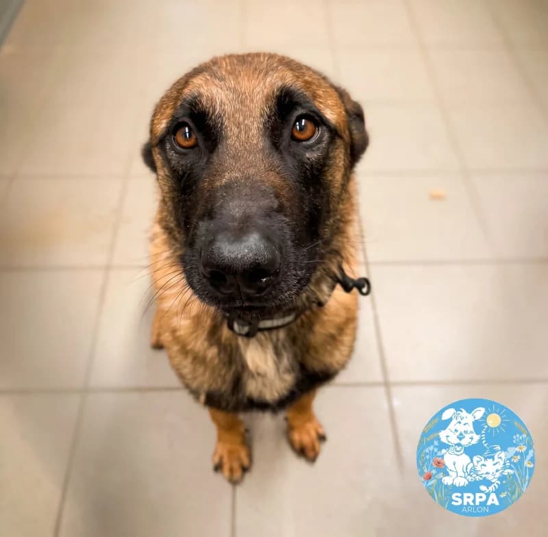 Vicking, male 4yo Belgian Malinois for adoption at SRPA Arlon