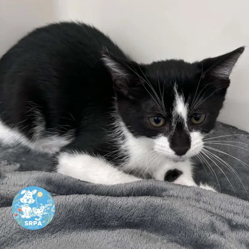 Animal 600.041, male puppy European Shorthair for adoption at SRPA Arlon