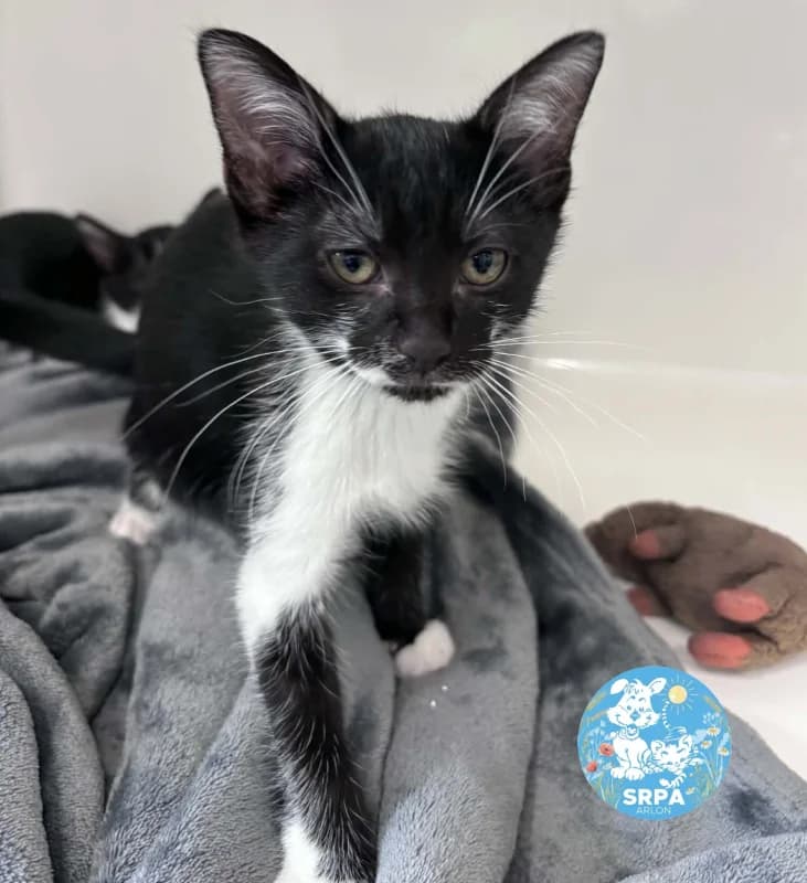 Animal 600.041, male puppy European Shorthair for adoption at SRPA Arlon