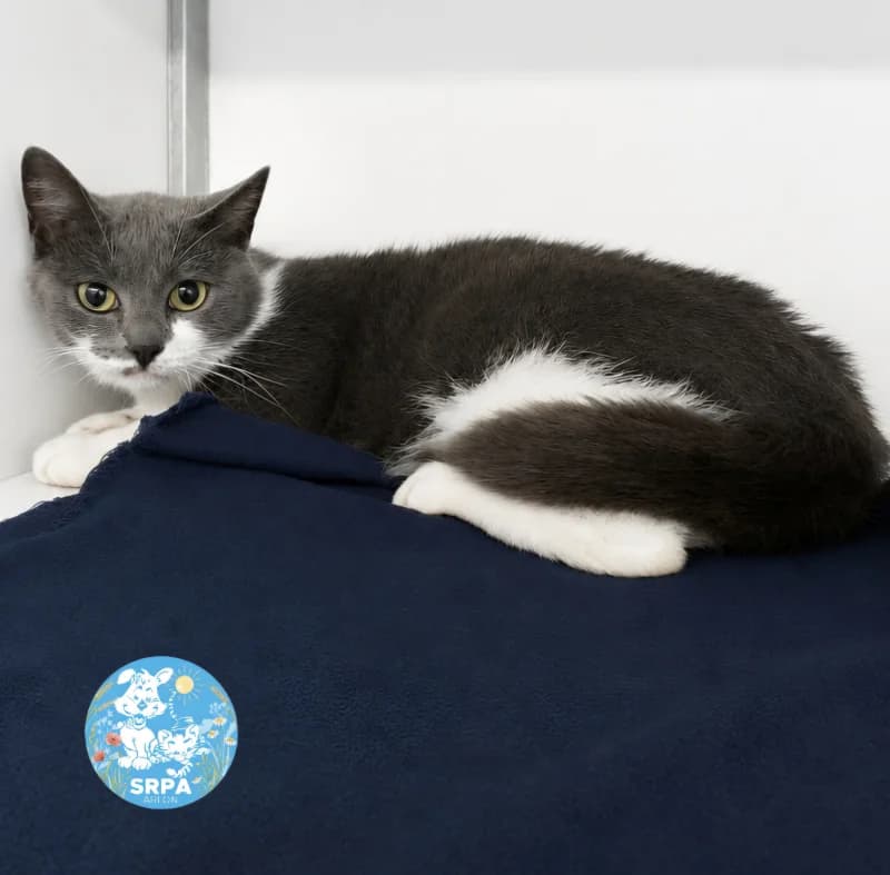 Vicky, female young European Shorthair for adoption at SRPA Arlon