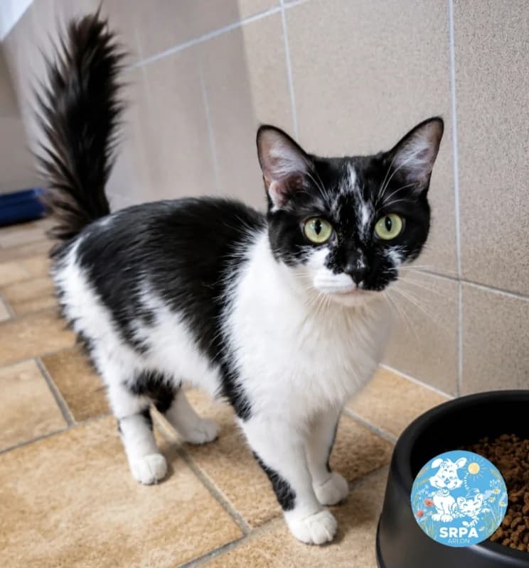 Mounia, female young European Shorthair for adoption at SRPA Arlon