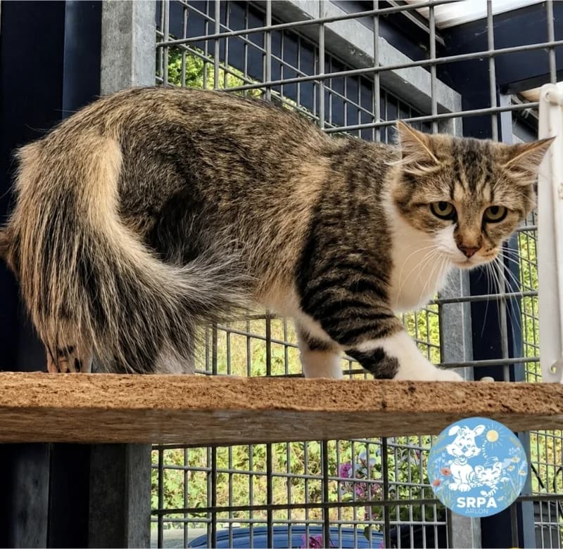 Nola, female young European Shorthair for adoption at SRPA Arlon