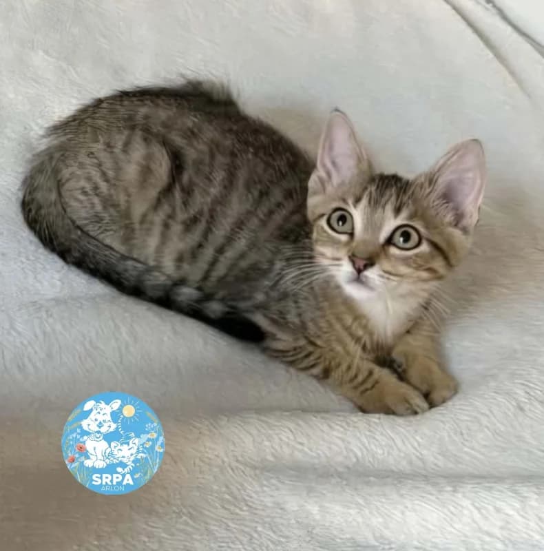 Margaux, female puppy European Shorthair for adoption at SRPA Arlon