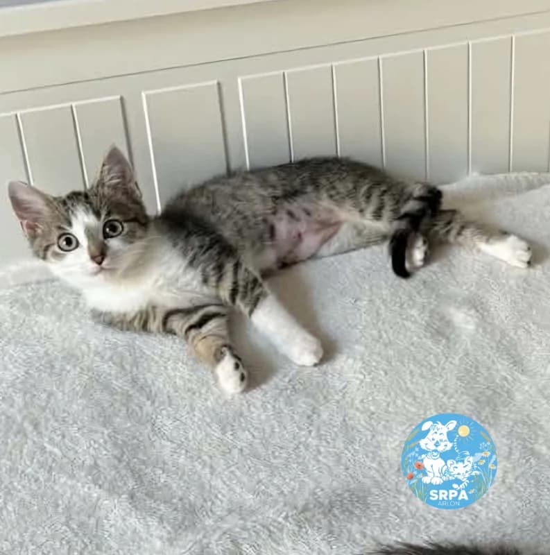 Lavinia, female puppy European Shorthair for adoption at SRPA Arlon