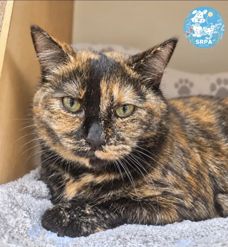 Kita, female senior European Shorthair for adoption at SRPA Arlon