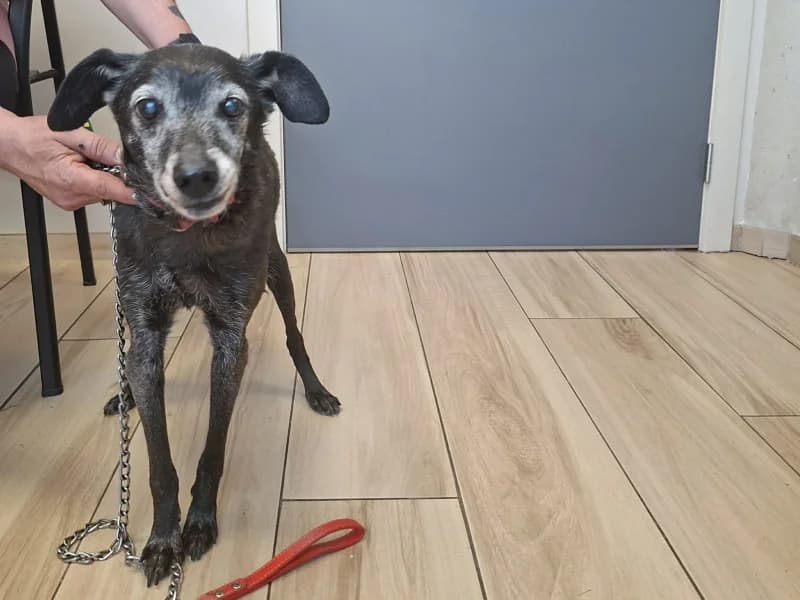 Boubou, female senior mixed breed for adoption at SRPA Liege, Srpa Liege