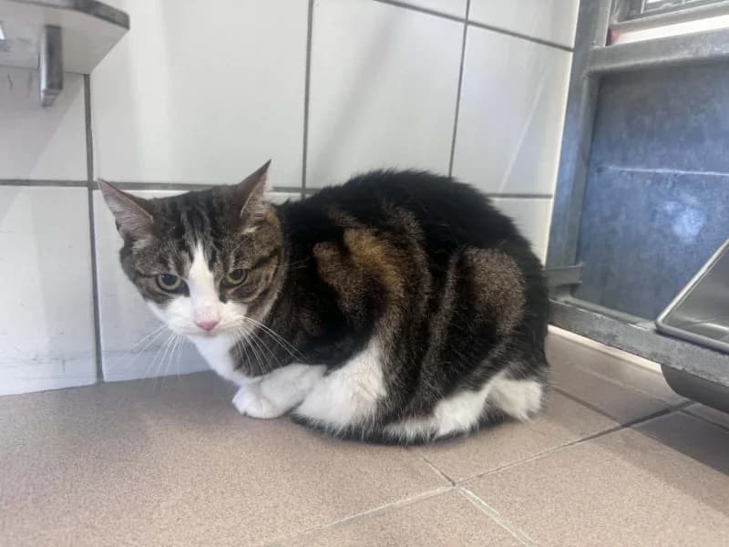 Gribouille, male senior European Shorthair for adoption at SRPA Liege, Srpa Liege