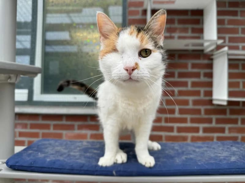 Pepette, female senior European Shorthair for adoption at SRPA Liege, Srpa Liege