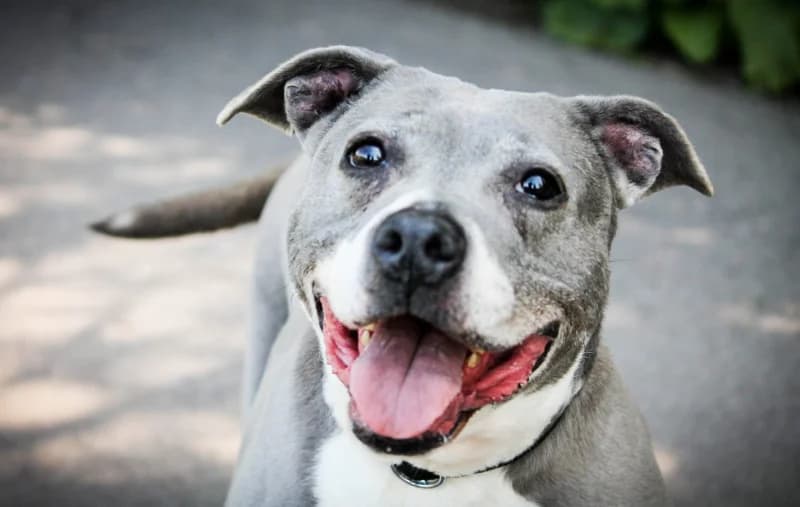 Chipie, female senior mixed breed for adoption at SRPA Liege, Srpa Liege