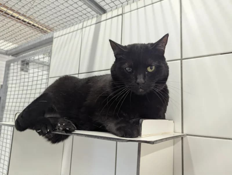 Néris, female senior European Shorthair for adoption at SRPA Liege, Srpa Liege