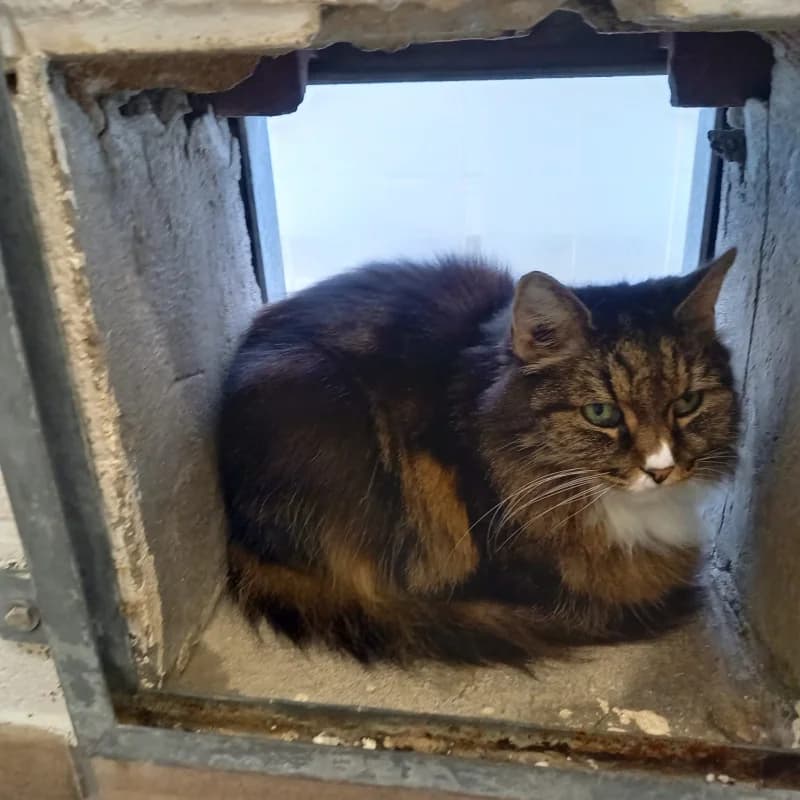 Mirabelle, female senior European Shorthair for adoption at SRPA Liege, Srpa Liege