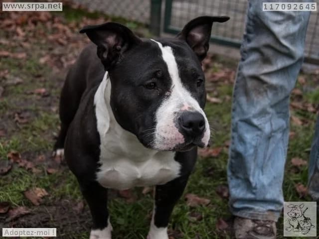 Sonia, female senior Mixed Breed for adoption at SRPA Liege, Srpa Liege