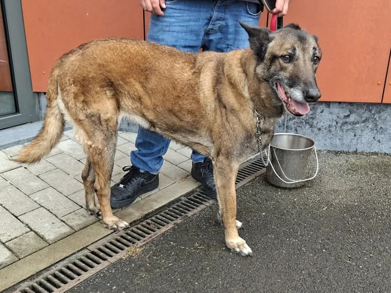 Alpha, male 7yo Belgian Malinois for adoption at SRPA Liege, Srpa Liege