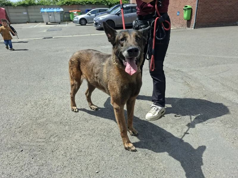 Rex, male senior Belgian Malinois for adoption at SRPA Liege, Srpa Liege
