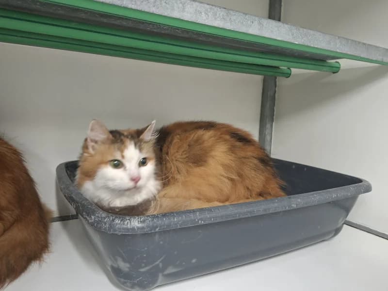 Animal 190.005, female senior European Shorthair for adoption at SRPA Liege, Srpa Liege