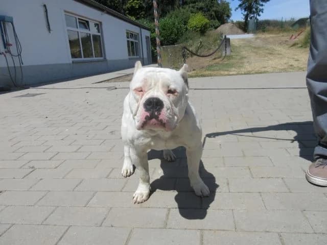 Luna, female mixed breed for adoption at SRPA Vinalmont