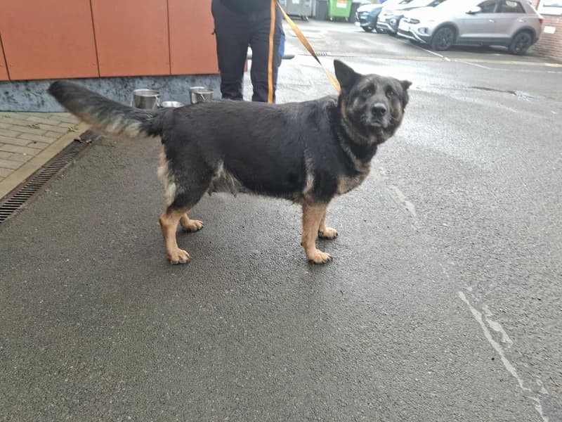Mila, female German Shepherd for adoption at SRPA Liege, Srpa Liege