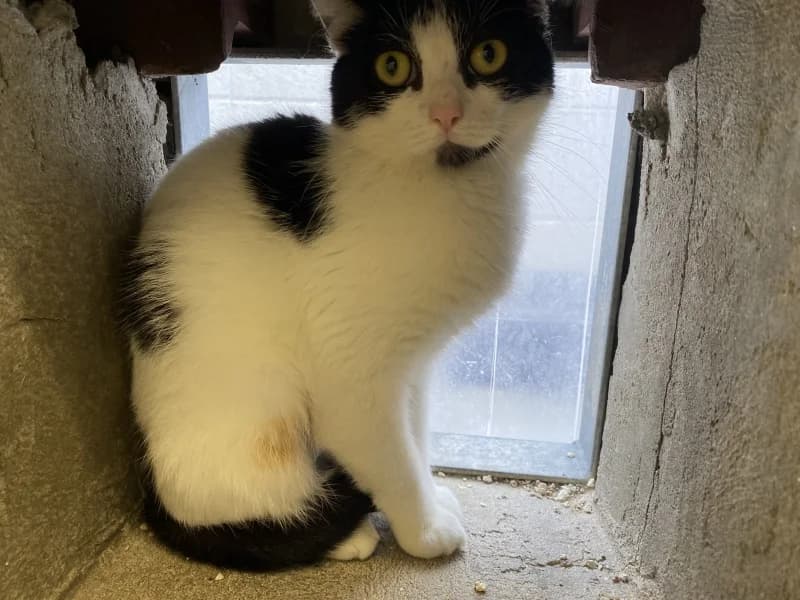 Pika, female senior European Shorthair for adoption at SRPA Liege, Srpa Liege