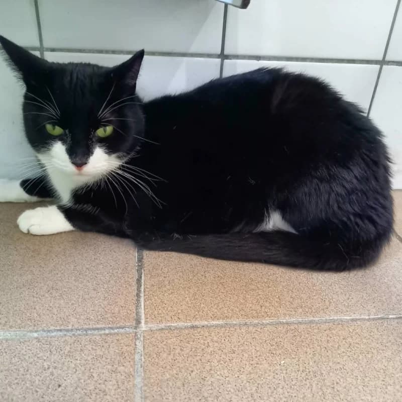 Caesar, male 4yo European Shorthair for adoption at SRPA Liege, Srpa Liege