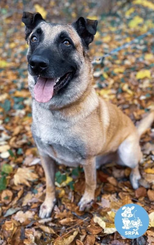 Patch, male senior Belgian Malinois for adoption at SRPA Arlon