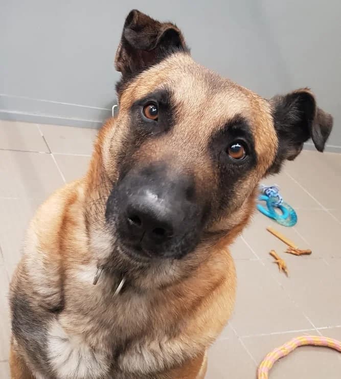 Patch, male Belgian Malinois for adoption at SRPA Liege, Srpa Liege photo 2