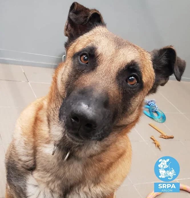Patch, male Belgian Malinois for adoption at SRPA Liege, Srpa Liege photo 3
