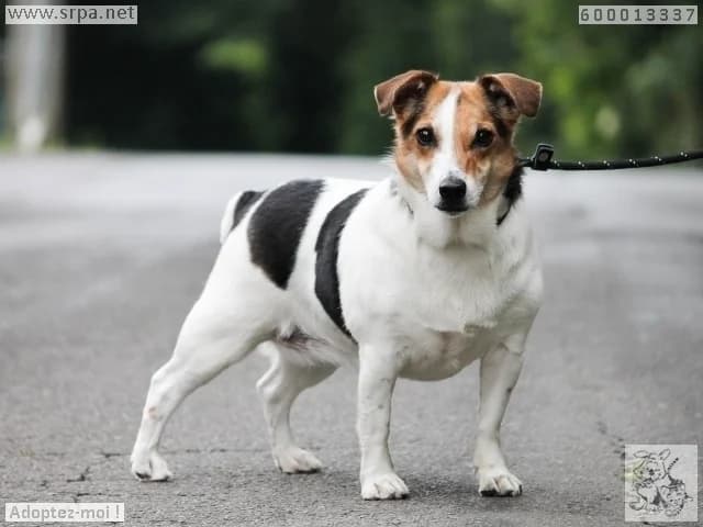 Luna, female 6yo Jack Russell Terrier for adoption at SRPA Liege, Srpa Liege