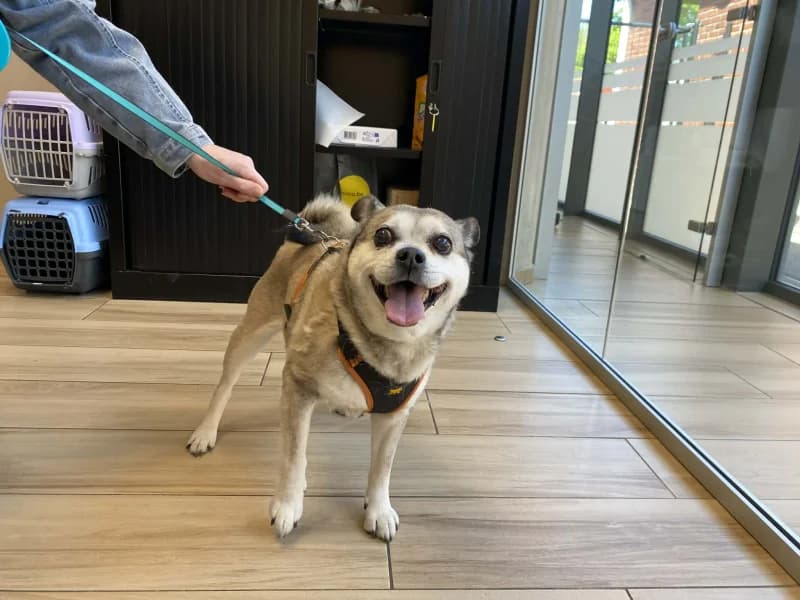Victor, male senior Mixed Breed for adoption at SRPA Liege, Srpa Liege