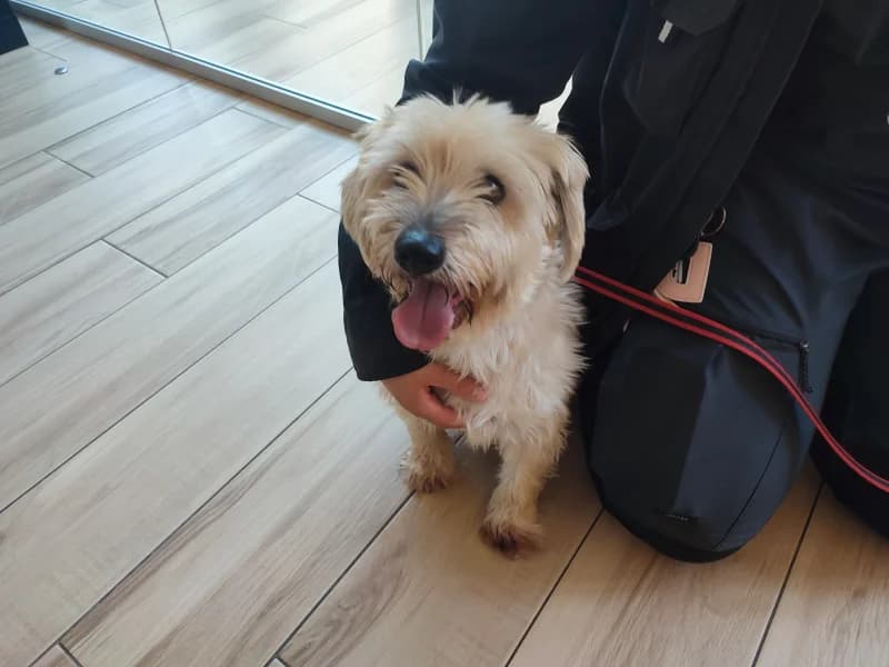 Youcky, male 7yo mixed breed for adoption at SRPA Liege, Srpa Liege