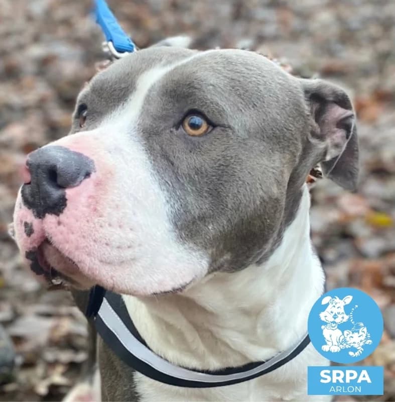 Rasta, male American Staffordshire Terrier for adoption at SRPA Liege, Srpa Liege photo 2