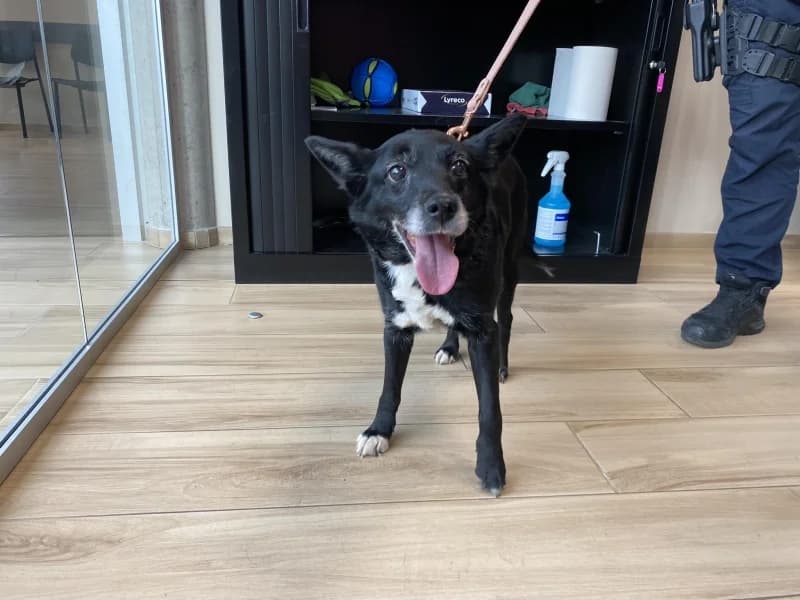 Stella, female senior mixed breed for adoption at SRPA Liege, Srpa Liege