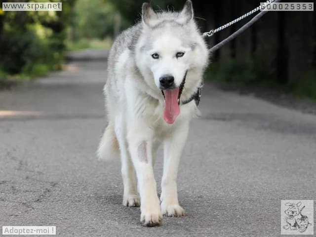 Belle, female senior Husky for adoption at SRPA Vinalmont