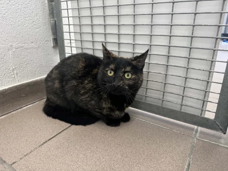 Bulma, female 6yo European Shorthair for adoption at SRPA Liege, Srpa Liege