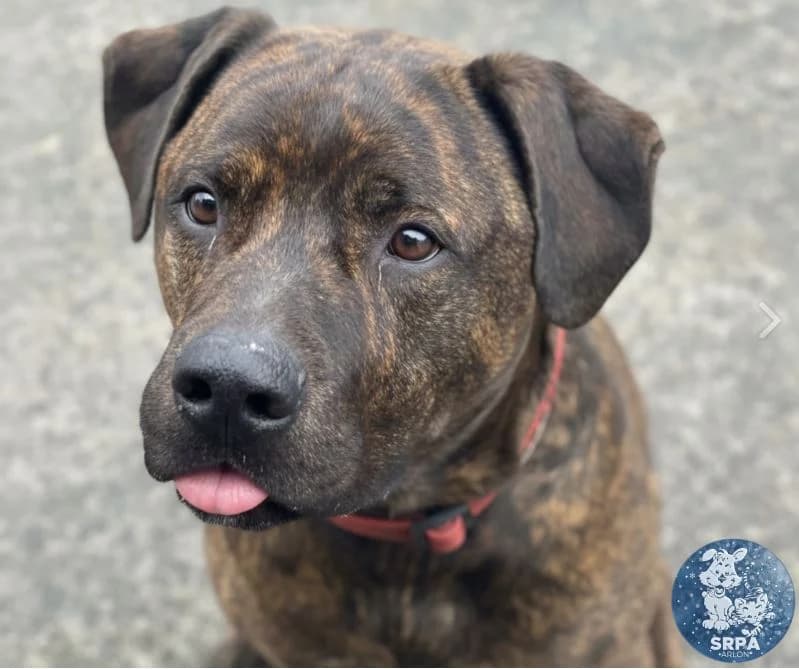 Paco, male 6yo Mixed Breed for adoption at SRPA Arlon