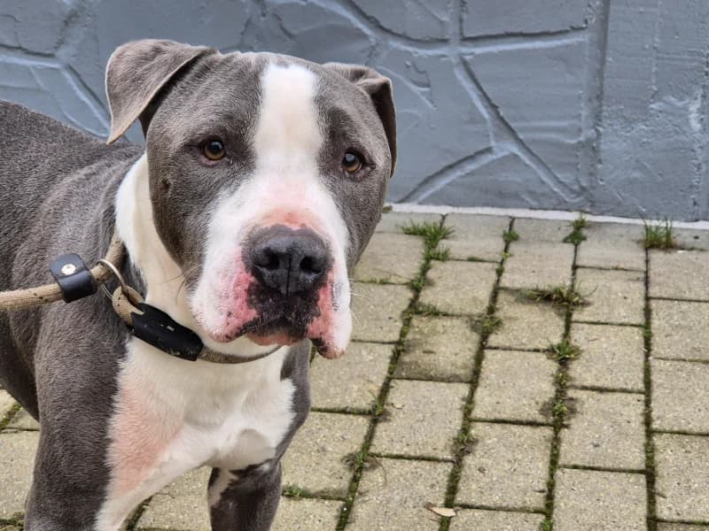 Tyson, male American Staffordshire Terrier for adoption at Srpa Liege