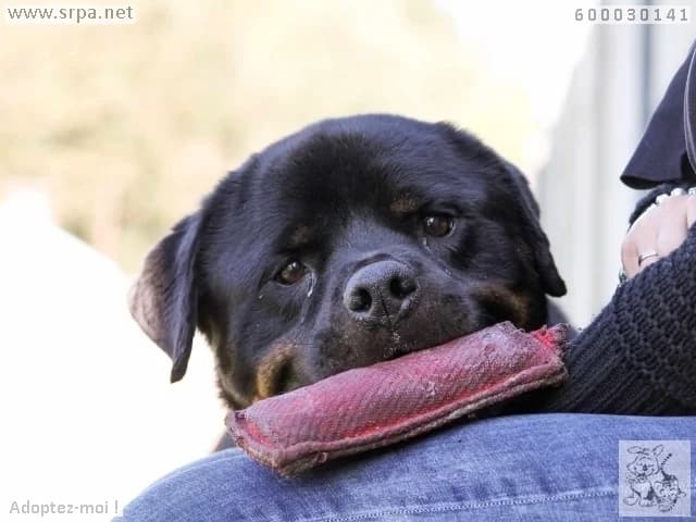 Bouba, male senior Rottweiler for adoption at SRPA Liege, Srpa Liege