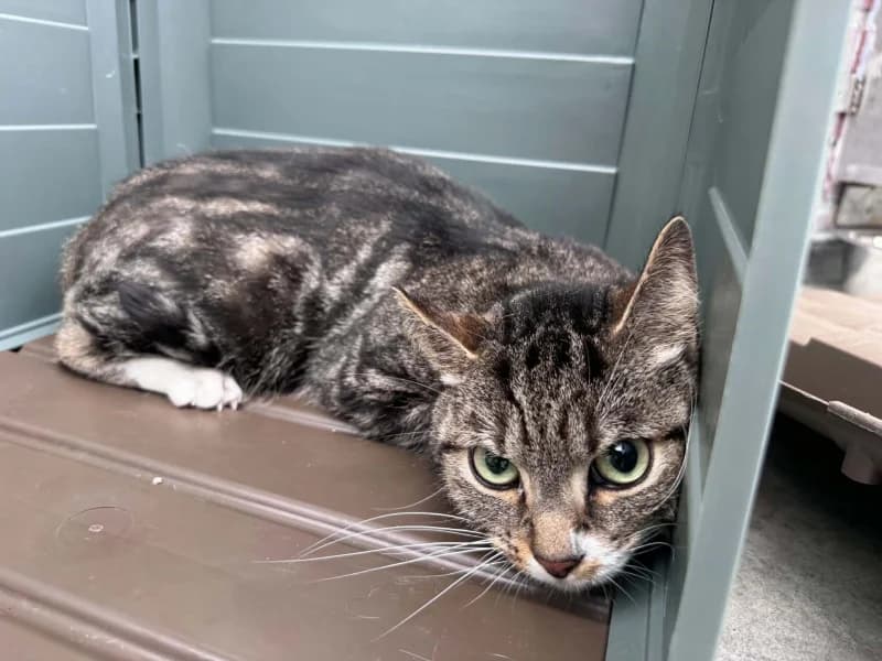 Loulou, male 4yo European Shorthair for adoption at SRPA Liege, Srpa Liege