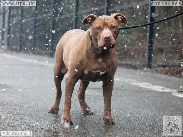 Tyga, female senior American Staffordshire Terrier for adoption at SRPA Liege, Srpa Liege