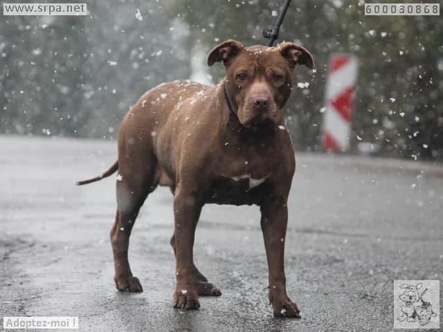 Tyga, female American Staffordshire Terrier for adoption at SRPA Liege, Srpa Liege photo 2